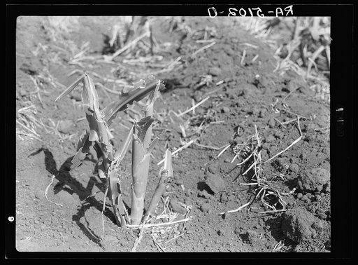 Grasshopper eating cornstalk. Grant County, North Dakota