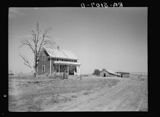Trees stripped bare by drought and grasshoppers on farm near Saint Anthony, North Dakota