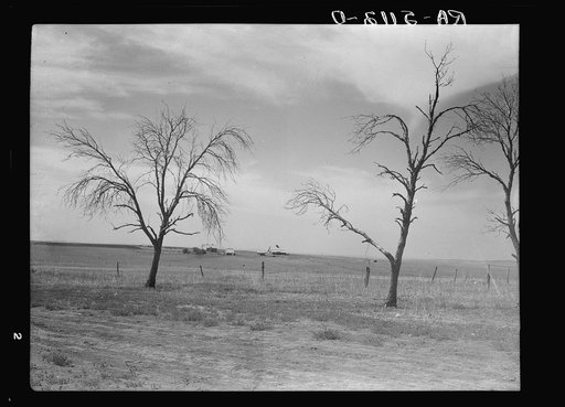 Trees killed by drought and grasshoppers frame this farm in Grant County, North Dakota