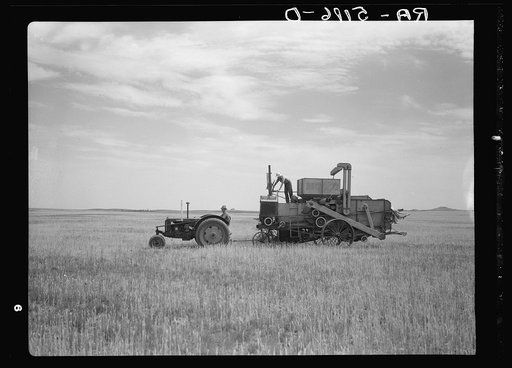 The wheat harvest is six weeks early because of the drought. Beach, North Dakota