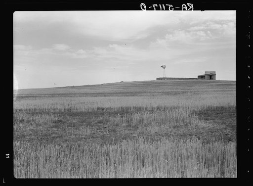 Wheat field spoiled by grasshoppers plague near Beach, North Dakota