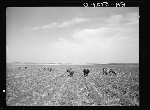 The only feed available for many cattle are the dried and grasshopper-chewed cornstalks. Near Carson, North Dakota