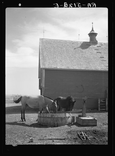 Horses trying to get some water out of the sun-baked trough on Mike Bullinger's farm near Carson, North Dakota
