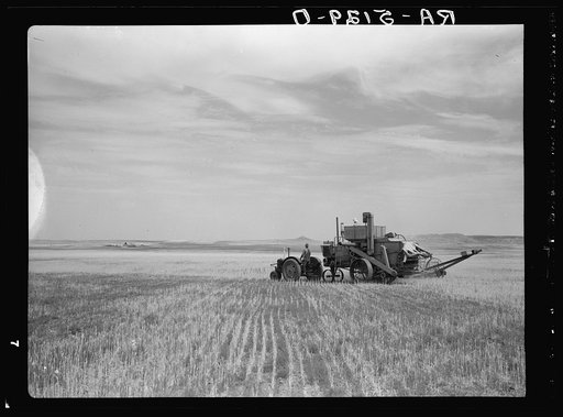 Wheat harvest is six weeks too early because of drought. Near Beach, North Dakota