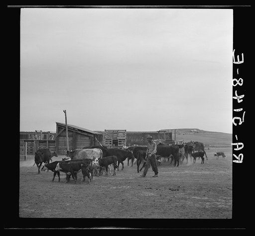 Cattle being driven to stockyards at Belfield, North Dakota, for shipment out of the drought area