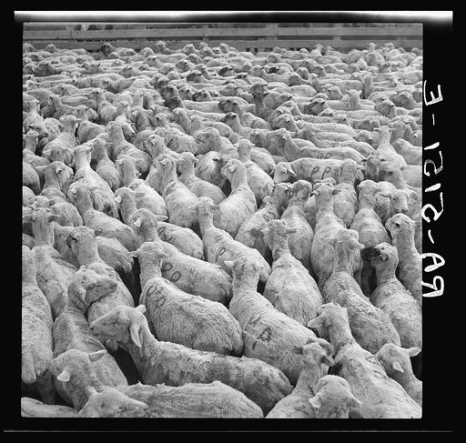Sheep in stockyards awaiting shipment. Belfield, North Dakota