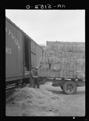 Unloading hay. Dickinson, North Dakota