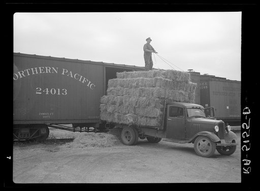 Unloading bales of hay near Dickinson, North Dakota