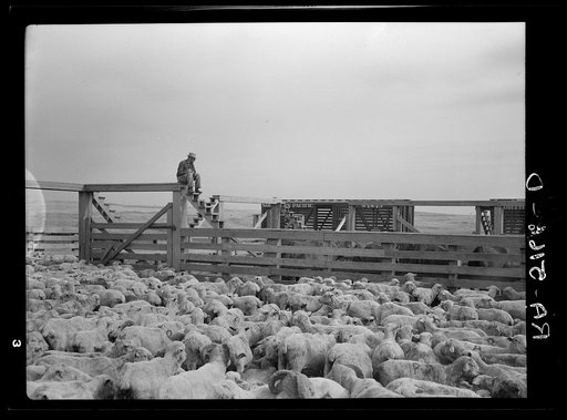 Shipping sheep out of drought area. Belfield, North Dakota