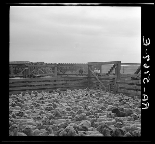 Shipping sheep out of drought area. Belfield, North Dakota