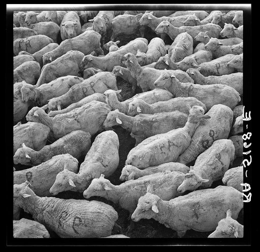 Sheep in stockyards awaiting shipment. Belfield, North Dakota