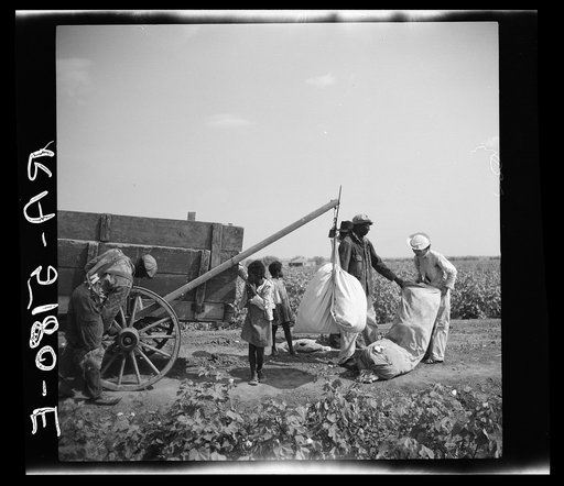 Cotton pickers. Kaufman County, Texas