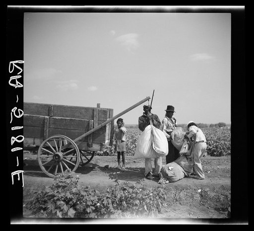 Cotton pickers. Kaufman County, Texas