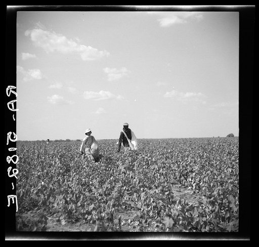 Cotton pickers. Kaufman County, Texas