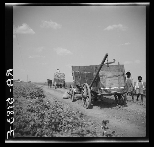 Road through cotton plantation. Kaufman County, Texas