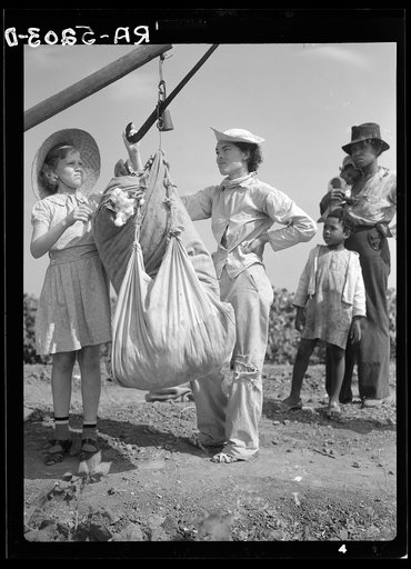 Cotton pickers. Kaufman County, Texas