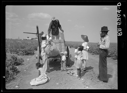 Cotton pickers. Kaufman County, Texas