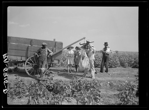 Cotton pickers who receive fifty cents a hundred pounds. Kaufman County, Texas