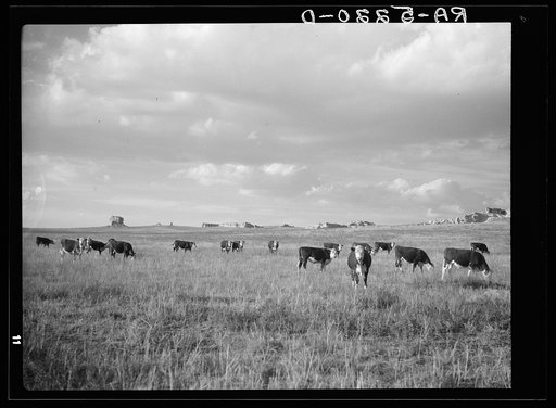 Cattle grazing. Lusk, Wyoming