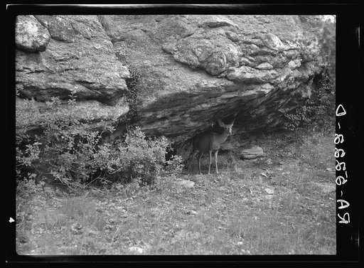 Deer. Rocky Mountain National Park, Colorado
