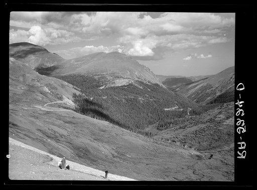 Timber line in the Colorado Rockies