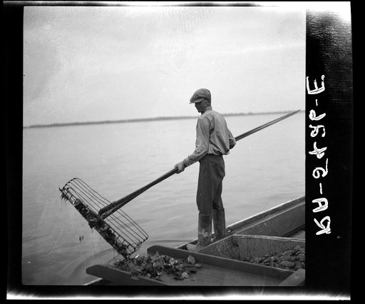 Tonging oysters. Rock Point, Maryland