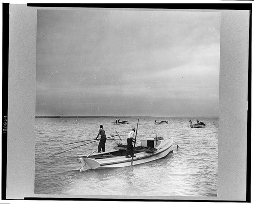 Working an oyster bed. Rock Point, Maryland