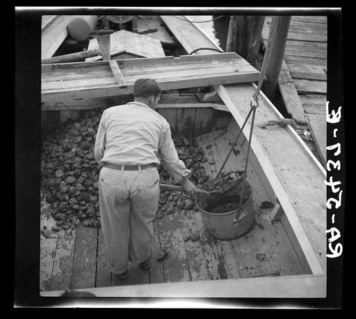 Unloading the oyster boat. Rock Point, Maryland