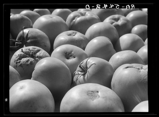 Tomatoes grown by homesteader. Westmoreland Homesteads, Pennsylvania