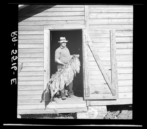 Rehabilitation client with tobacco which will be sold to repay Resettlement Administration loan. Kinston, North Carolina