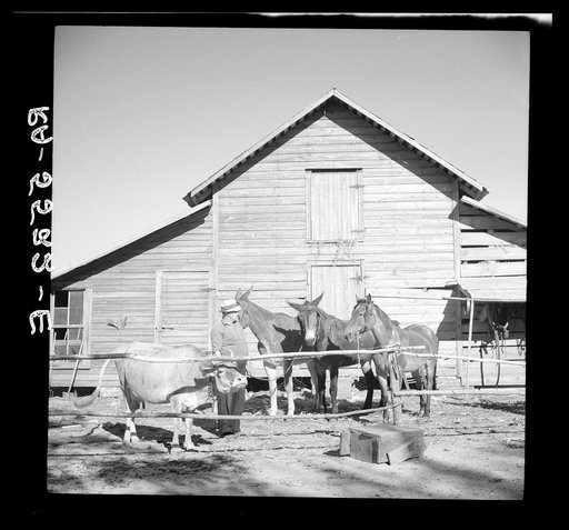 A successful rehabilitation client and some of the farm animals purchased with Resettlement Administration aid. Kinston, North Carolina