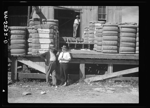 A good cotton crop helped this rehabilitation client make a substantial payment on his loan. Smithfield, North Carolina