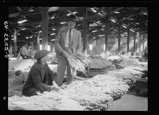 Rehabilitation supervisor examines client's tobacco crop. Durham, North Carolina