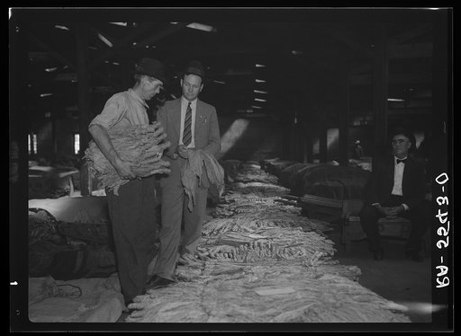 Rehabilitation supervisor examines client's tobacco crop. Durham, North Carolina