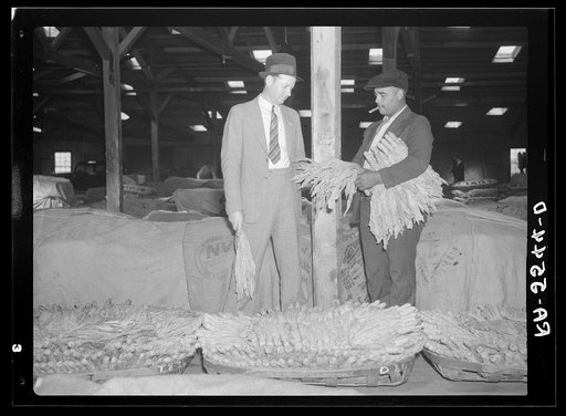 Rehabilitation supervisor examines client's tobacco crop. Durham, North Carolina