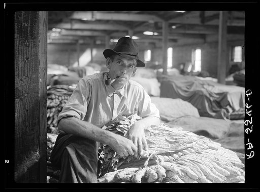Rehabilitation client with tobacco crop that will repay his loan. Durham, North Carolina