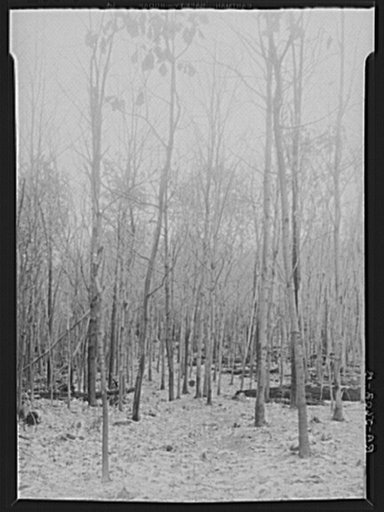 Properly thinned and improved timber stand. Garrett County, Maryland