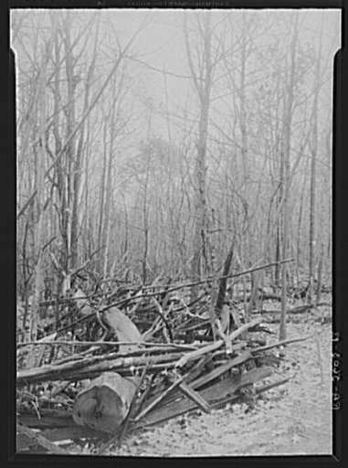 Timber stand before improvement. Garrett County, Maryland
