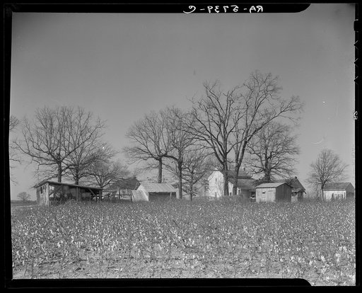 Southern lethargy leaves cotton in the fields long after time for picking. Tract number 453. Johnson County, North Carolina