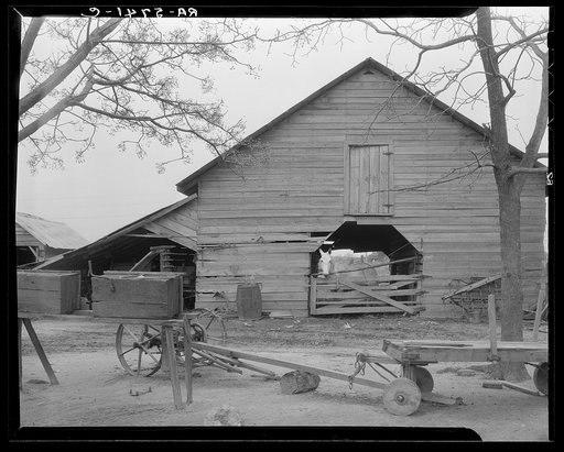 Barn on tract number 267 near Rosewood. Wayne County, North Carolina