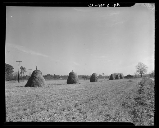 Haystacks. Johnson County, North Carolina