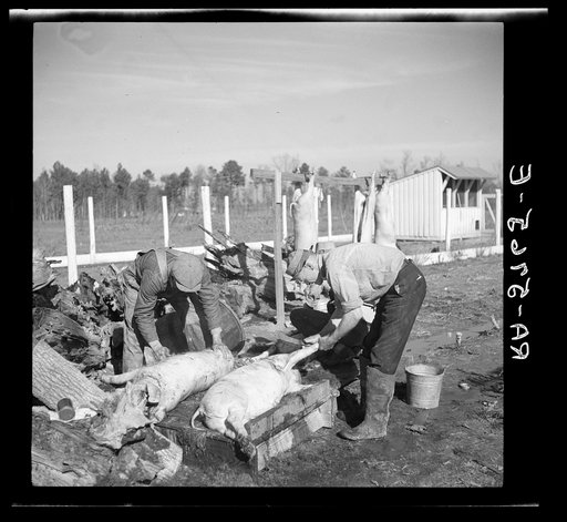 C.D. Grant, homesteader, enlists aid of his neighbor to butcher hogs for the winter. Penderlea Homesteads, North Carolina