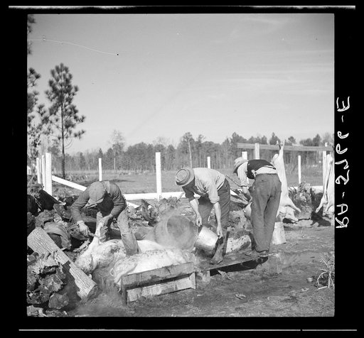 C.D. Grant, homesteader, enlists aid of his neighbor to butcher hogs for the winter. Penderlea Homesteads, North Carolina