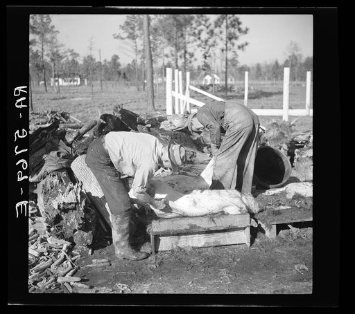 C.D. Grant, homesteader, enlists aid of his neighbor to butcher hogs for the winter. Penderlea Homesteads, North Carolina