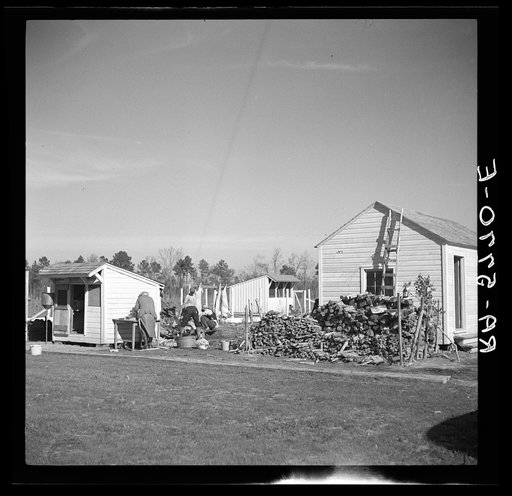 C.D. Grant, homesteader, enlists aid of his neighbor to butcher hogs for the winter. Penderlea Homesteads, North Carolina