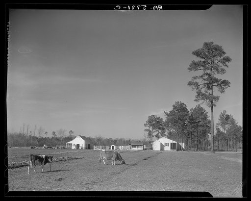 Penderlea Homesteads, North Carolina