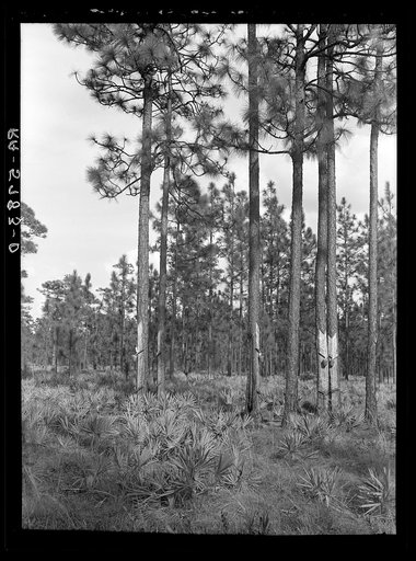 Turpentine trees on Resettlement Administration land use project. Southeastern Georgia