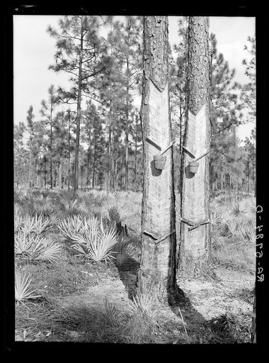 Turpentine trees on Resettlement Administration land use project. Southeastern Georgia