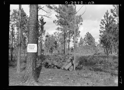 Scene on Resettlement Administration land use project. Southeastern Georgia