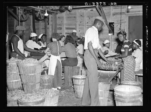 Canning plant employees grading beans. Dania, Florida. Many of these workers are migrants